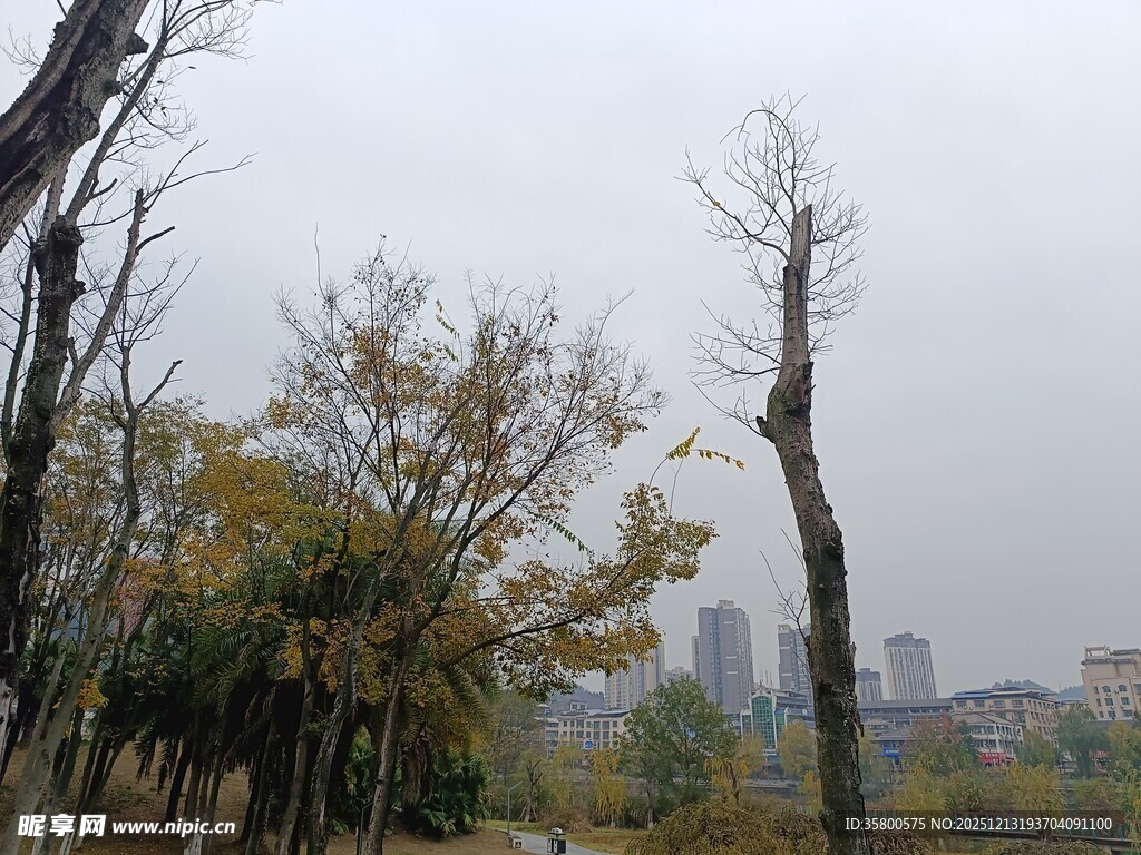城郊树林与远处城市景观