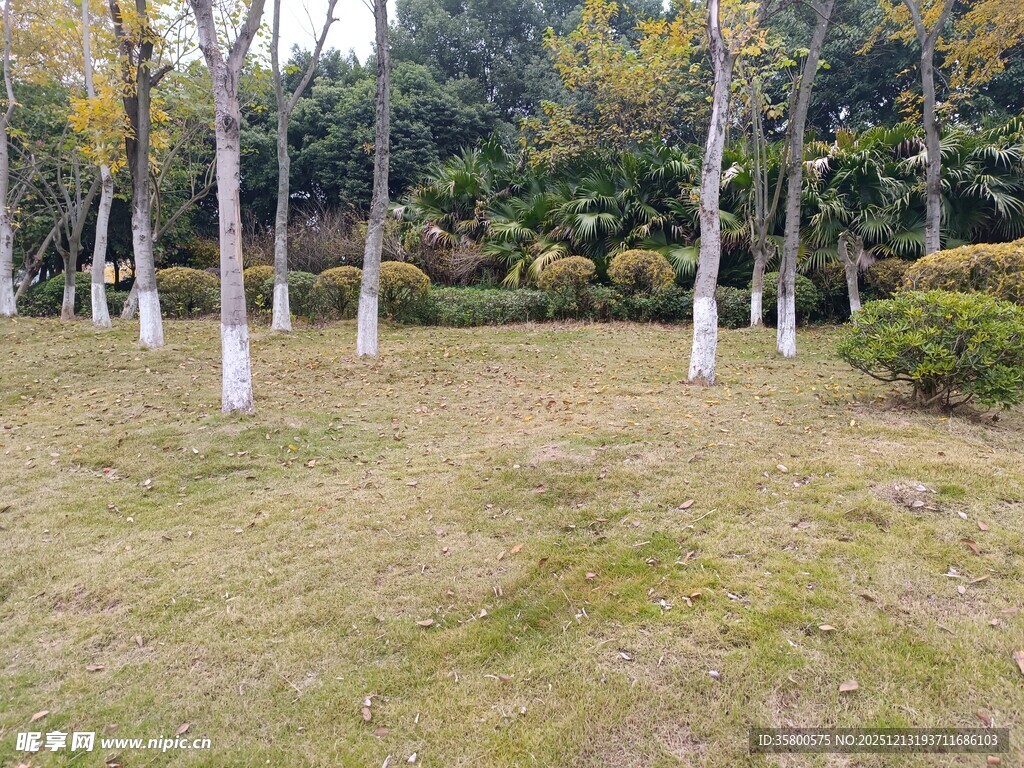 秋日公园草地树木景观