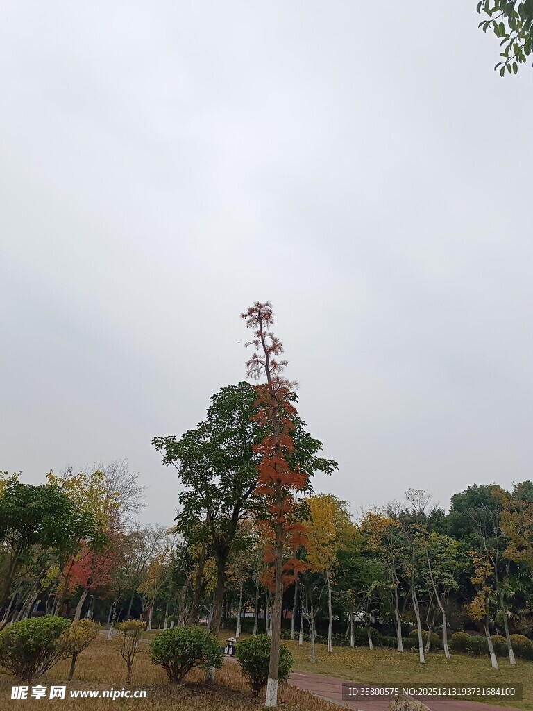 秋日公园多彩树木景致