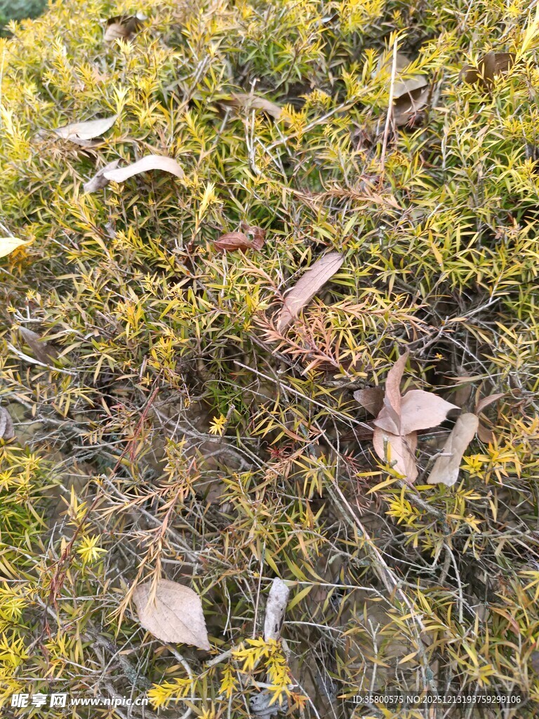 地面上的枯叶与苔藓