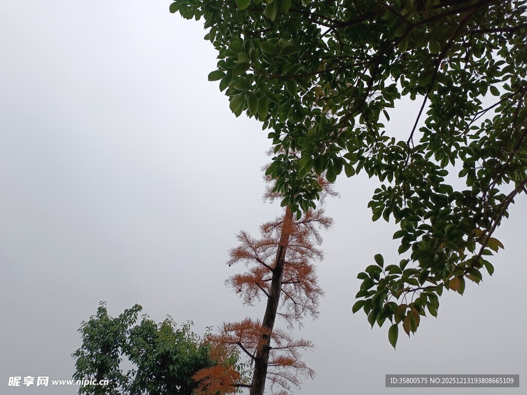 树梢间的天空与树木景致