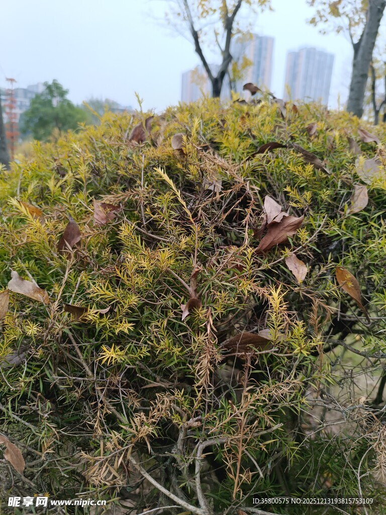 秋日泛黄的灌木丛