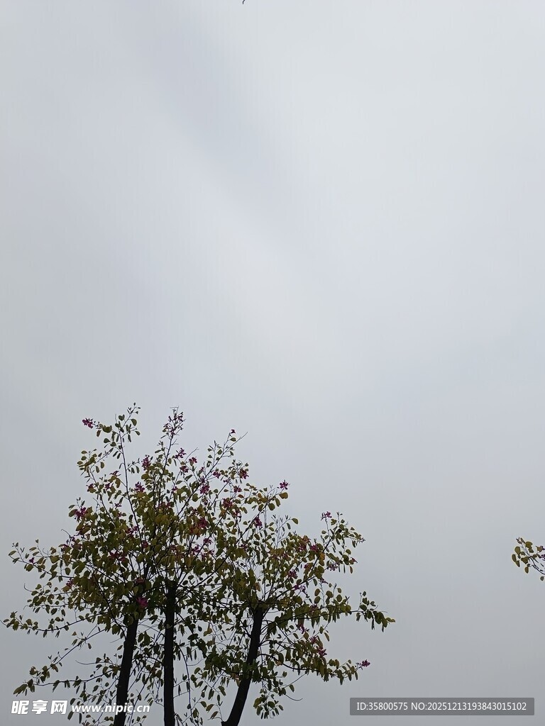 阴天中的两棵树木