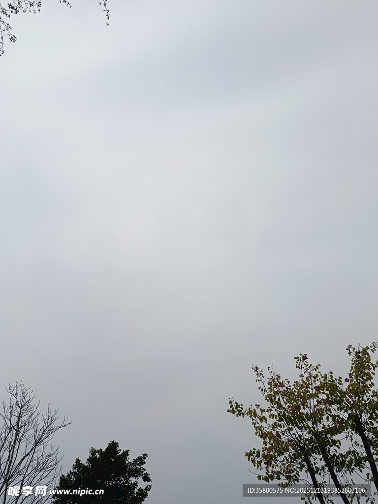 阴天中的树木景象