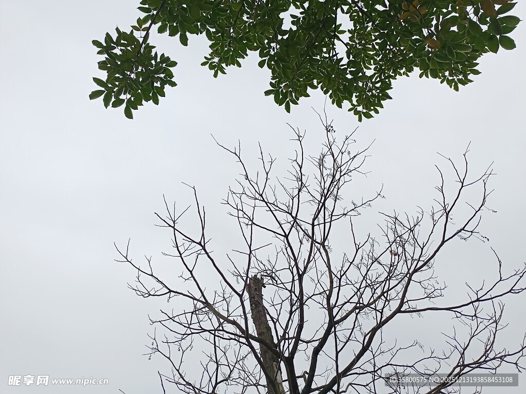 枯树与绿叶的对比景象