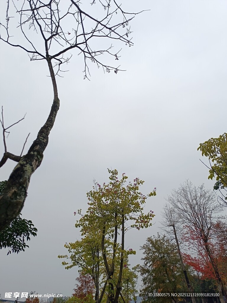 孤枝挺立的秋日树林景观