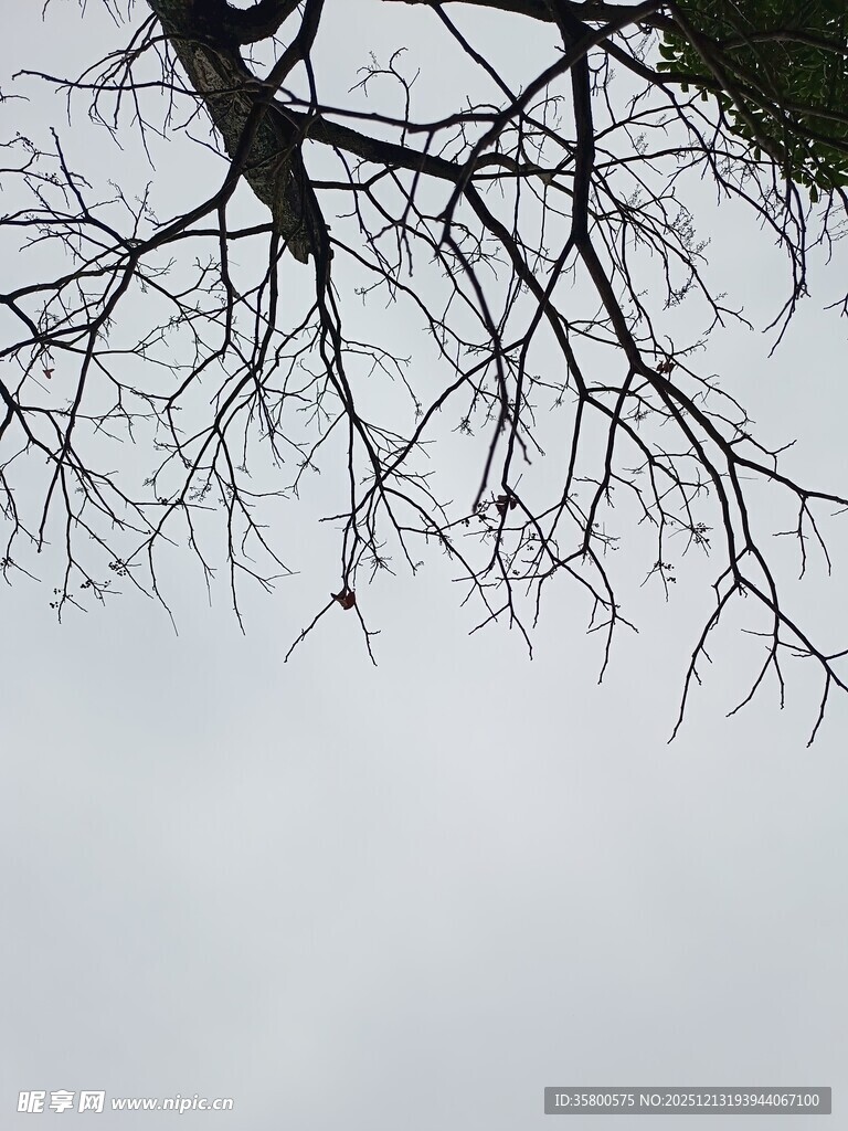 树枝伸向灰白天空