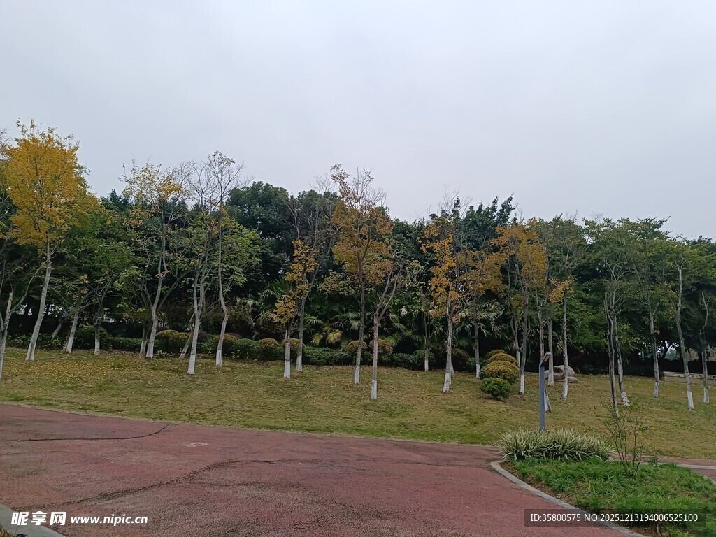 秋日公园林间步道美景