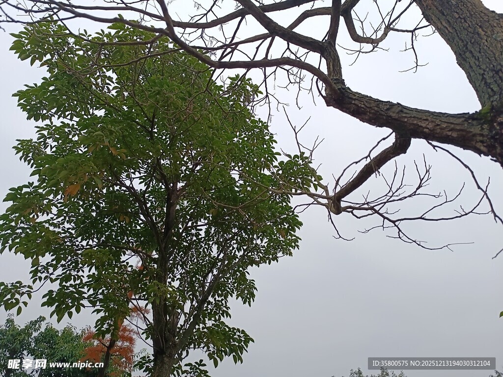 树下人物与伸展的树枝