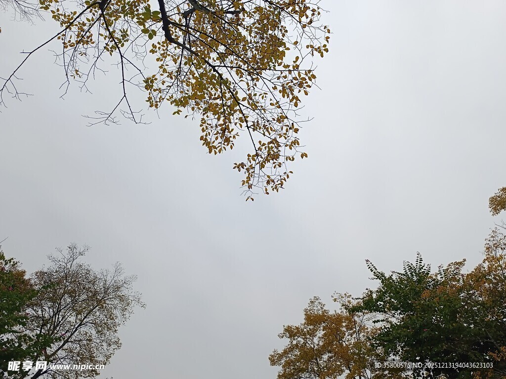 仰视秋日树梢与天空