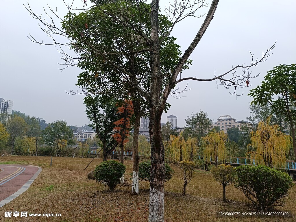 秋日公园树木景观