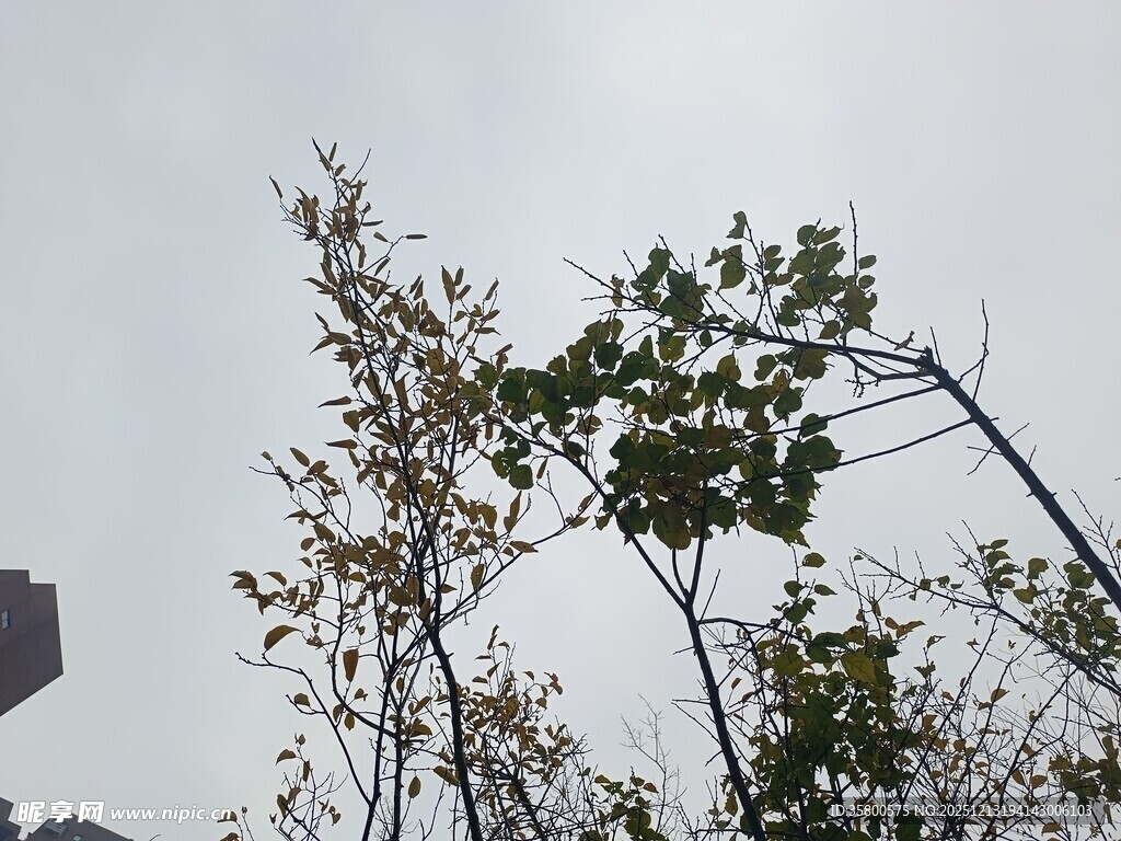 风中摇曳的树木