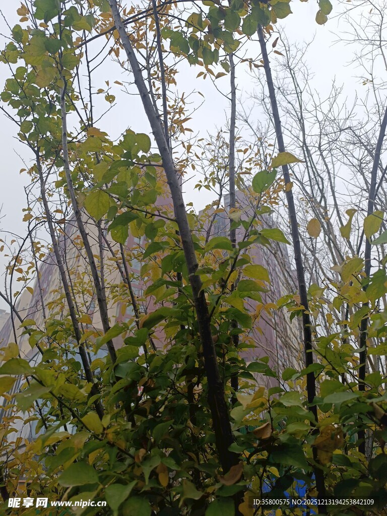 秋日树林中的繁茂枝叶