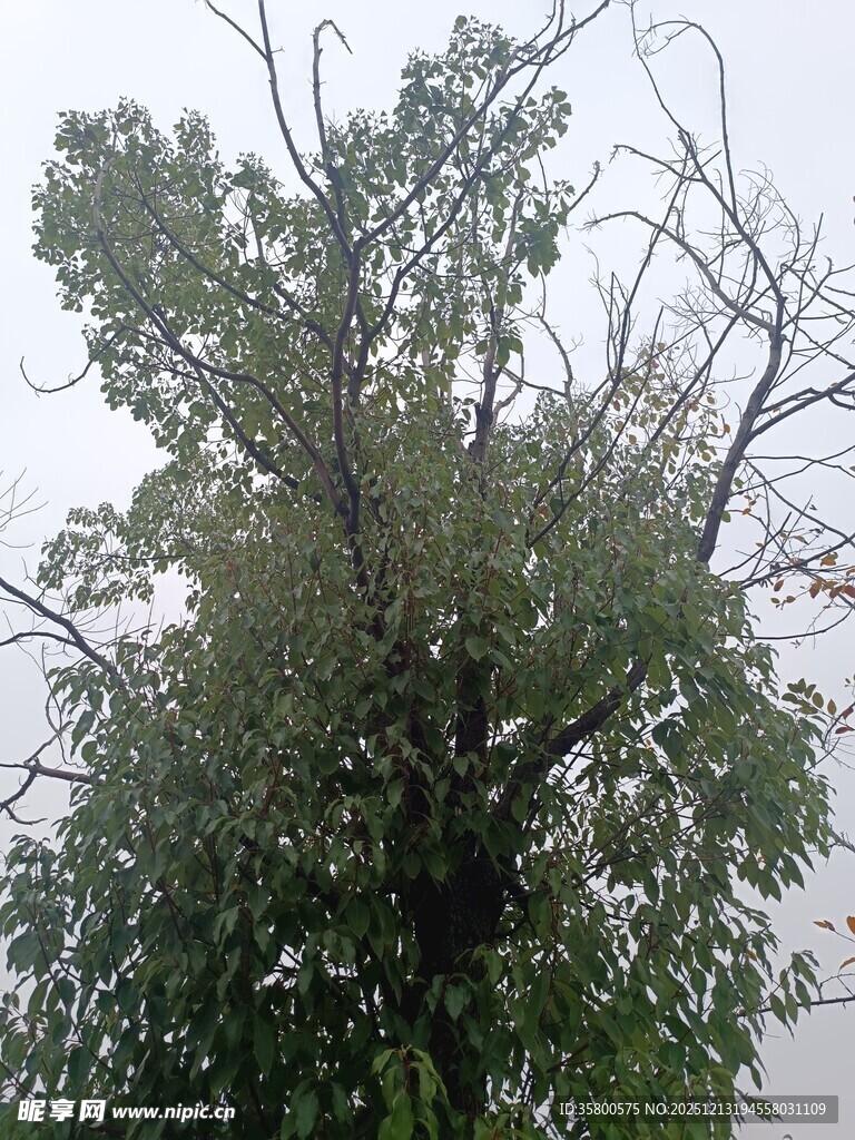 枝繁叶茂的高大树木