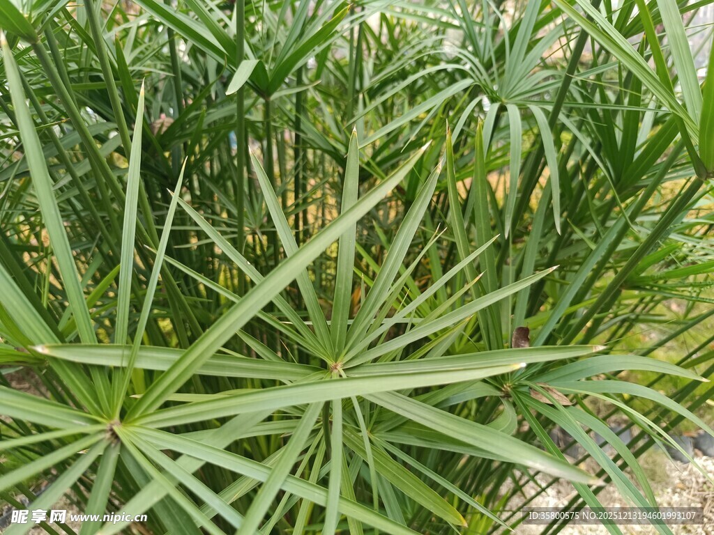 伞状绿叶植物特写