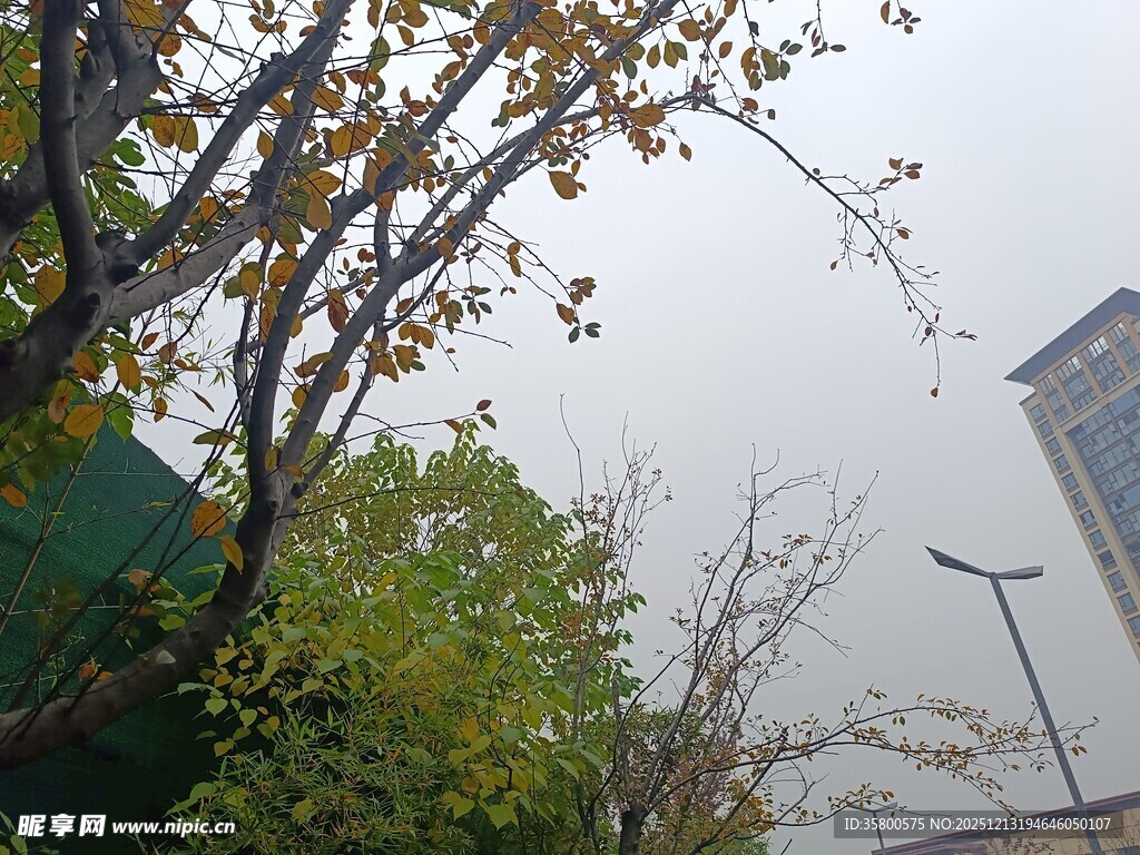 雾中城市街景与树木