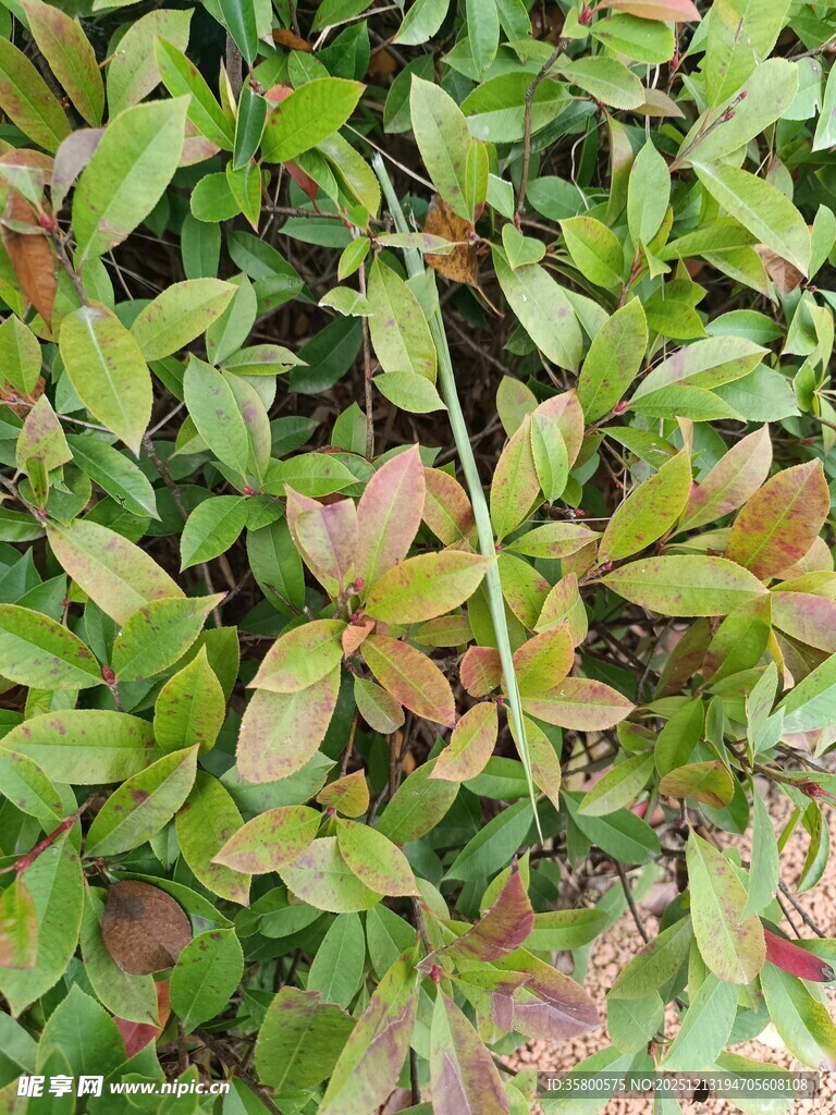 绿叶红边植物特写