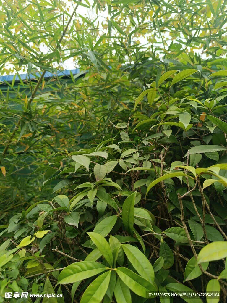 繁茂绿植覆盖的自然景象