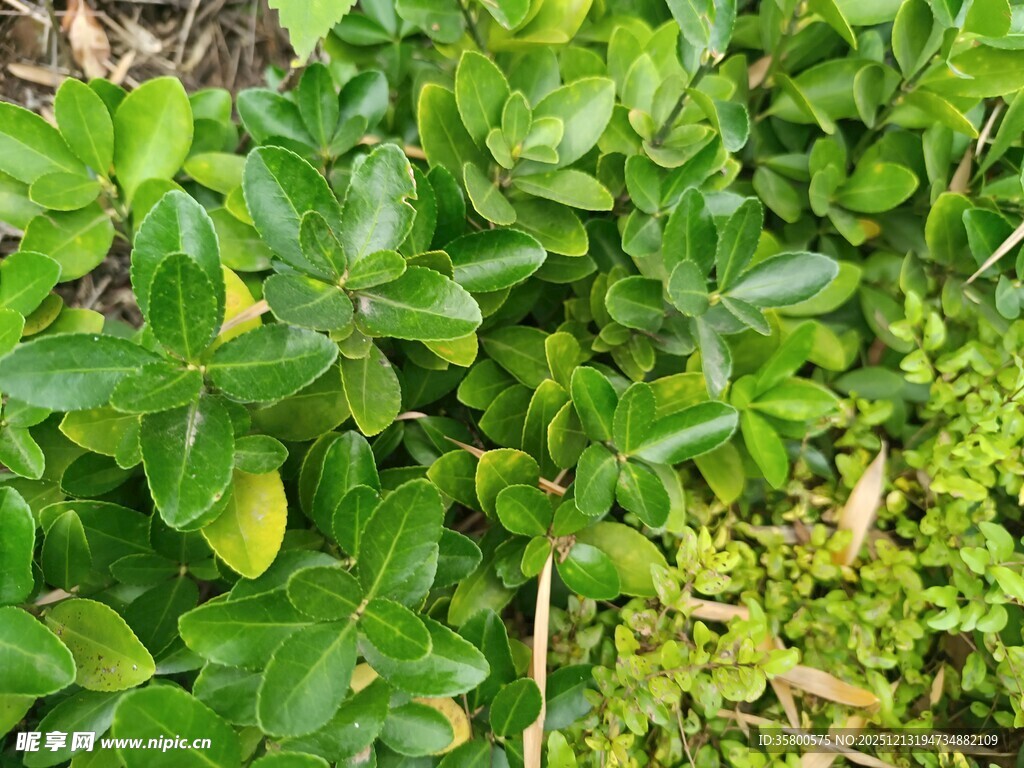 翠绿繁茂的植物景观