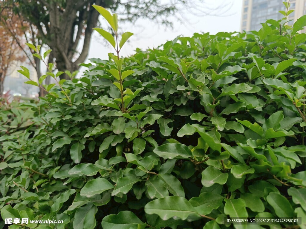 茂盛绿植景观