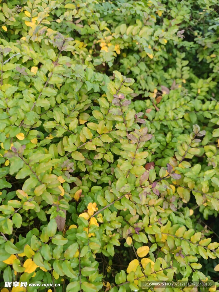 绿叶繁茂的植物景观