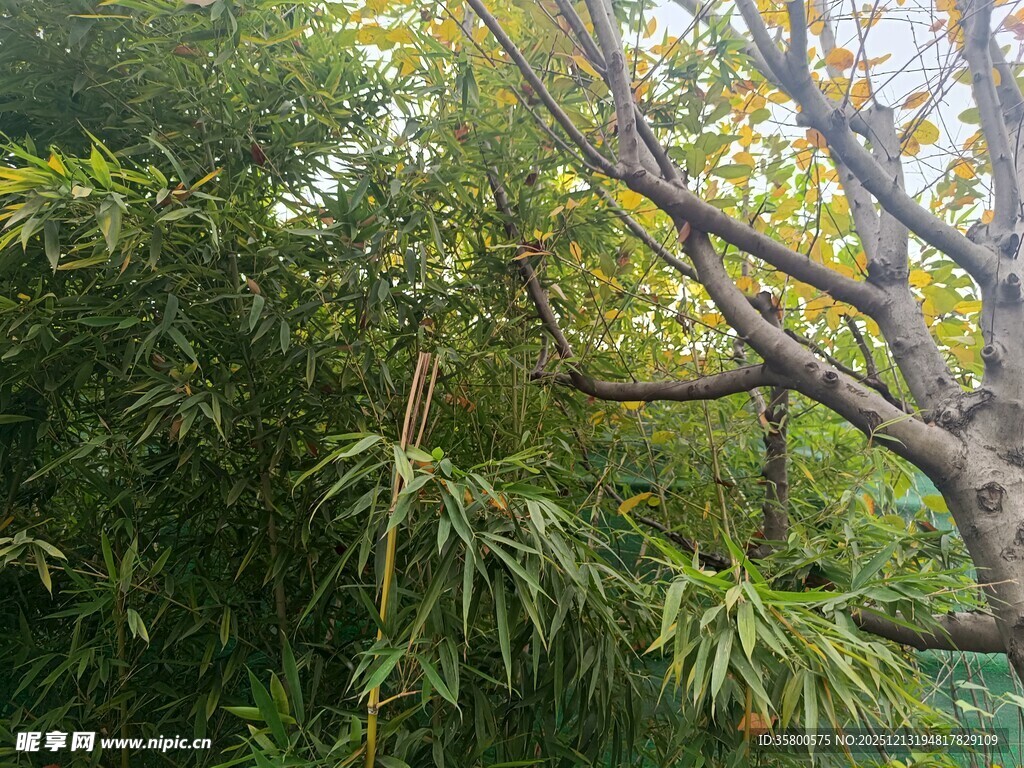 繁茂绿植中的树木景观