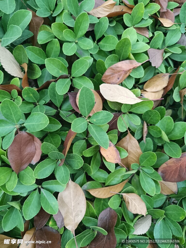 多彩绿叶植物特写
