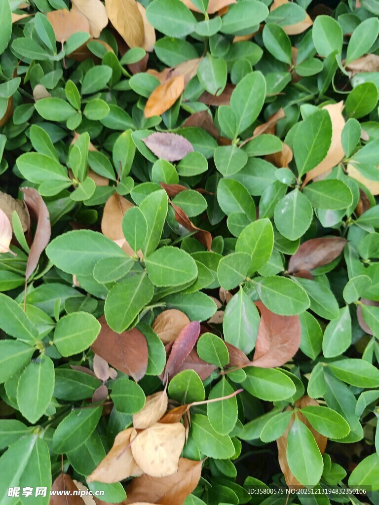 绿叶与枯叶交织的植物景观