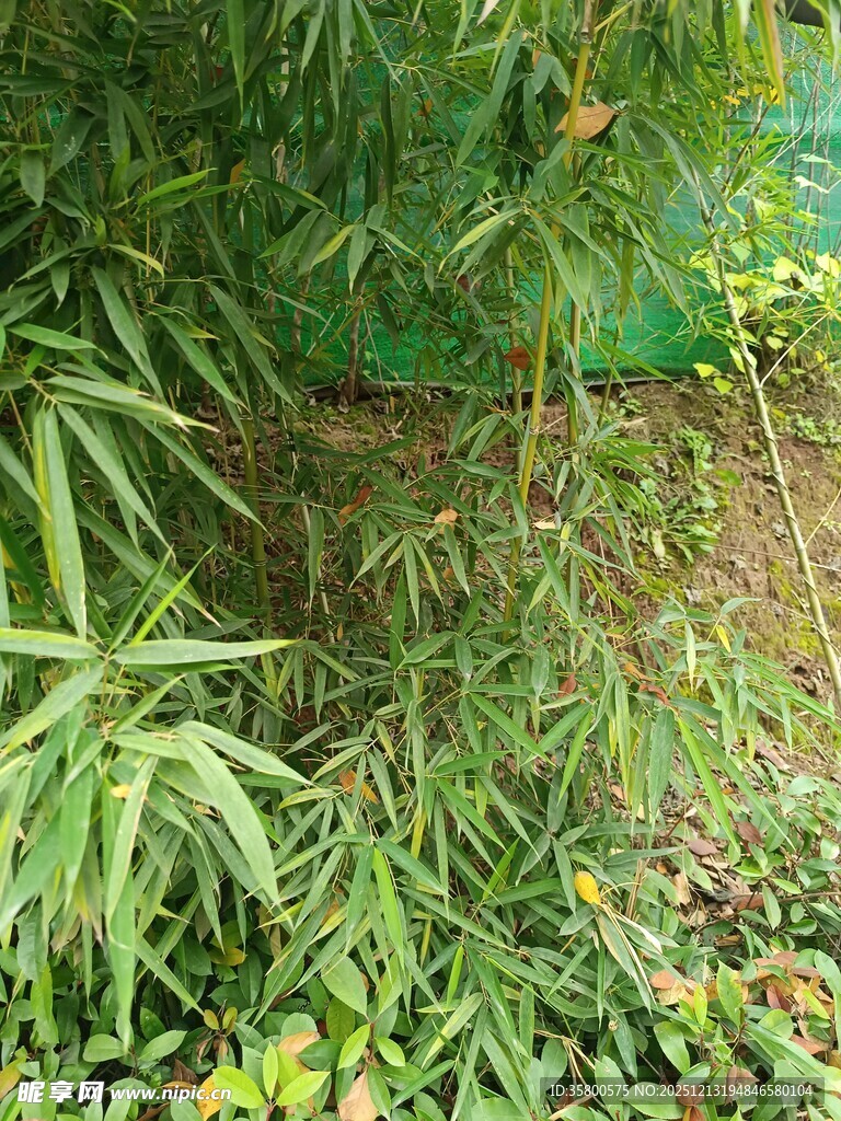 翠绿竹林下的繁茂植物