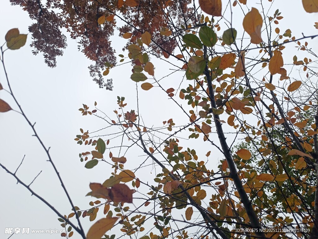 秋日树梢斑斓树叶景象