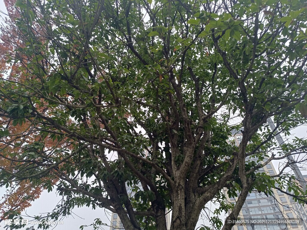 绿叶繁茂的大树