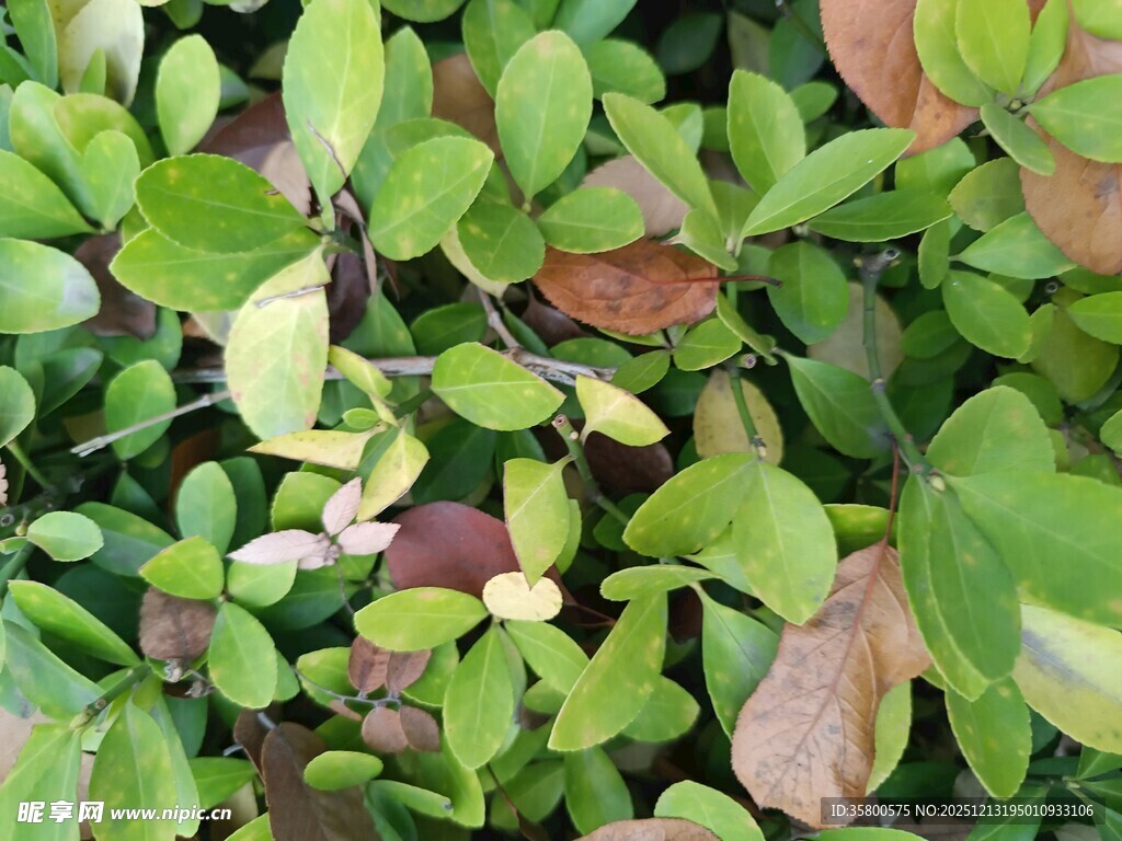翠绿繁茂的多彩植物叶片