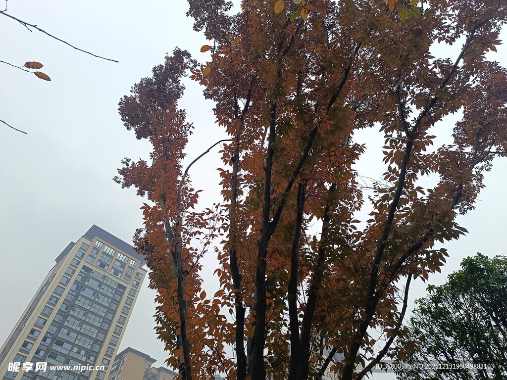 城市中红叶点缀的树木