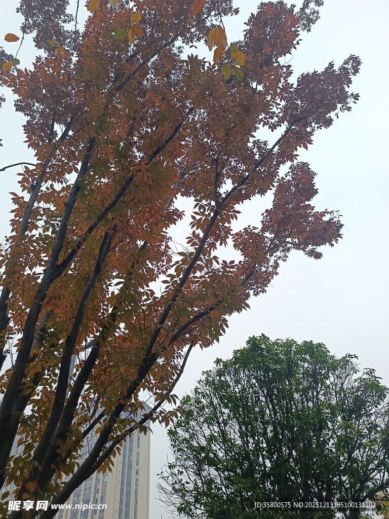 秋日金黄树叶的树梢景致