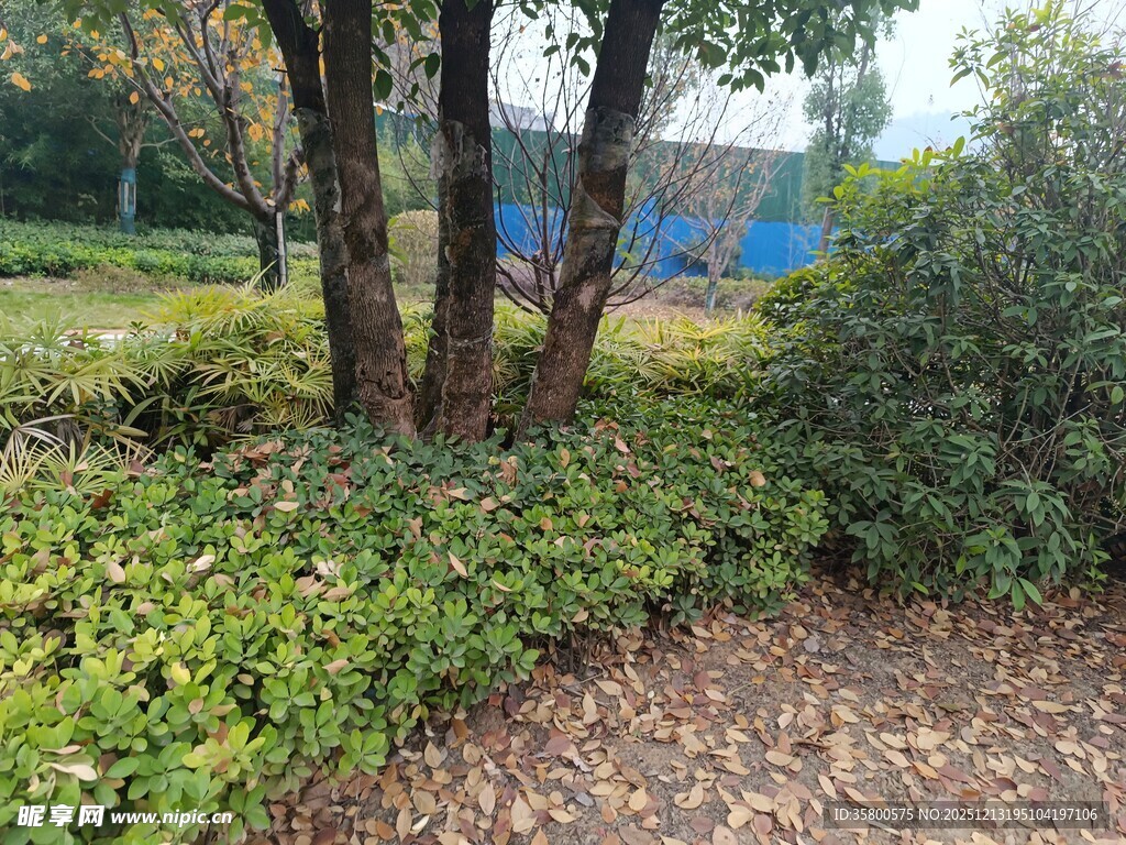 户外林间绿植景观