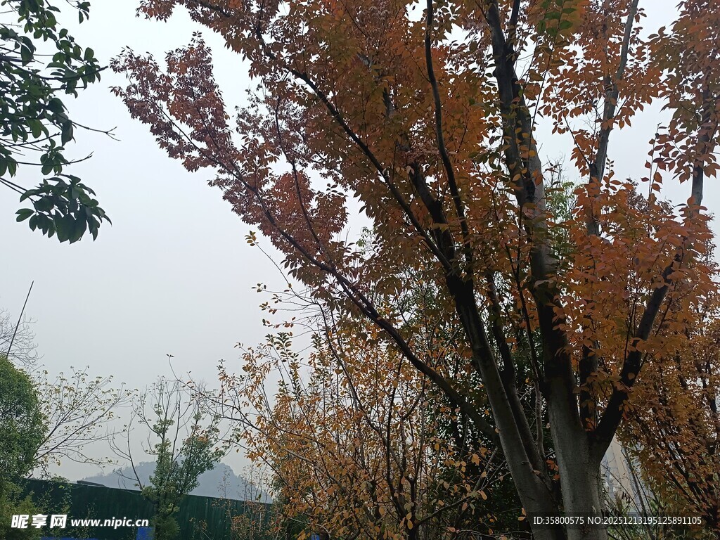 秋日斑斓树木景致