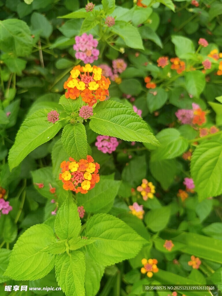多彩花卉绽放绿意间