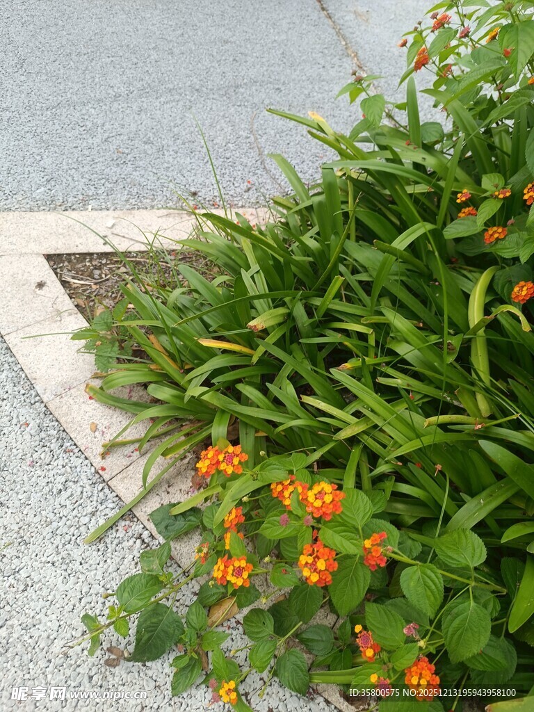 路边绽放的橙色小花