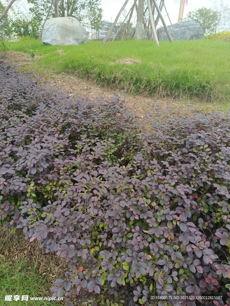 紫色植物装点的户外小径