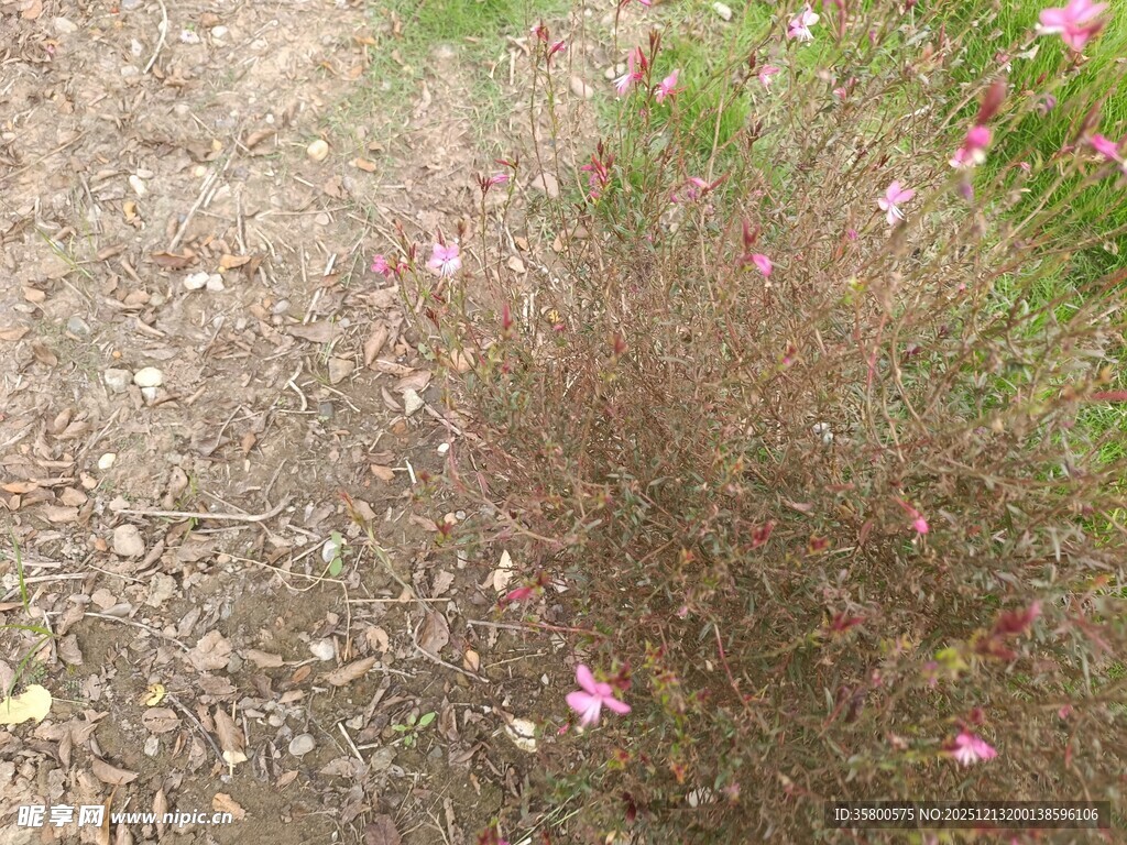 野外绽放的粉色小花