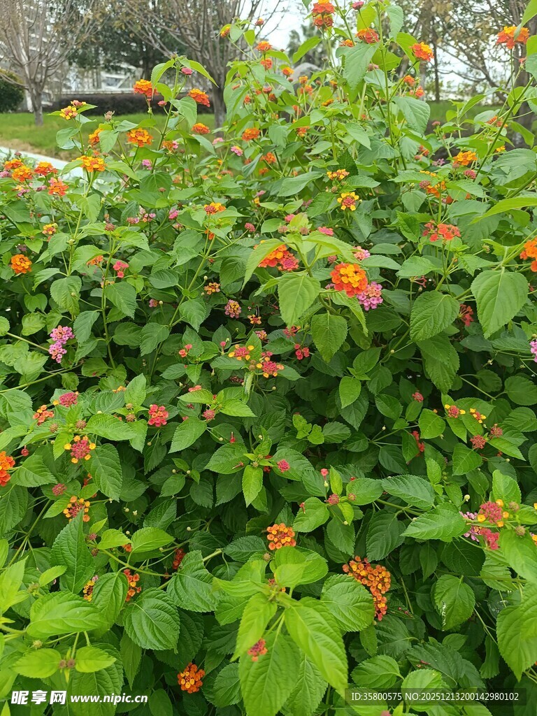 绿叶间的艳丽花朵