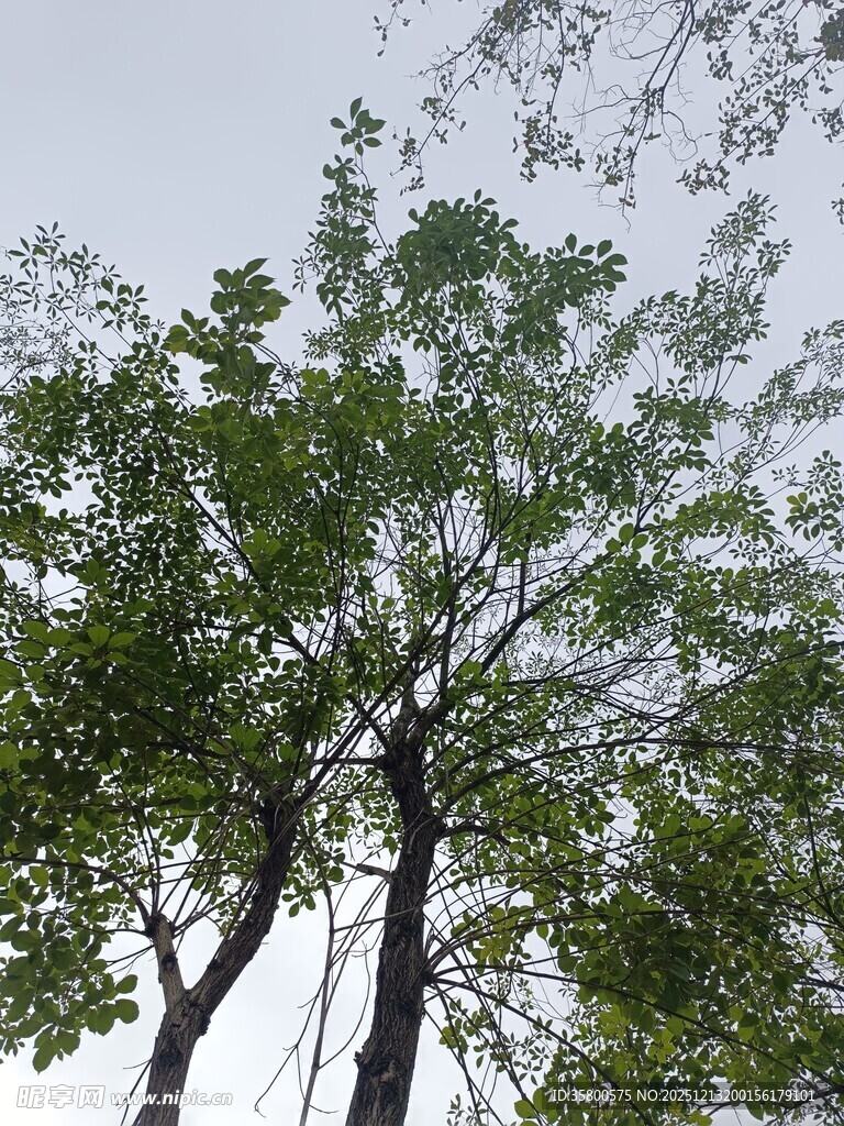 绿树成荫的树梢景象