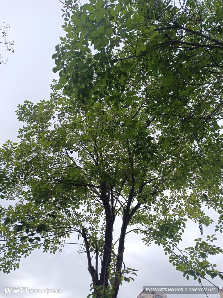 绿叶繁茂的挺拔树木