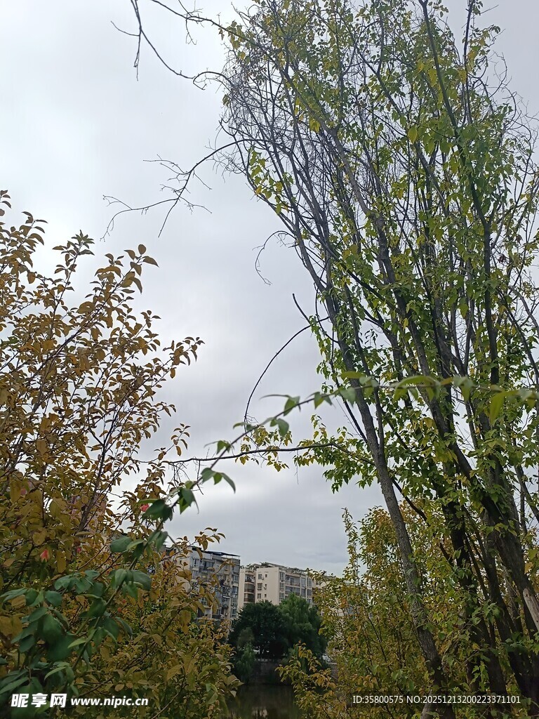 秋日树林中的树木景观