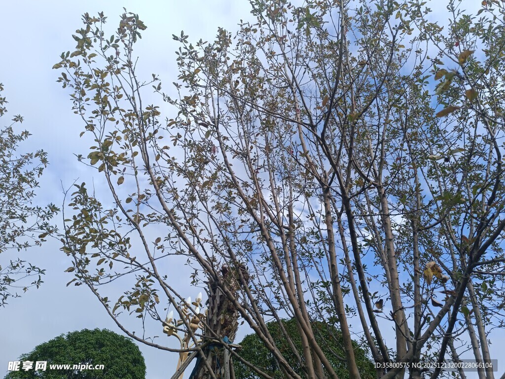 蓝天映衬下的树木景观