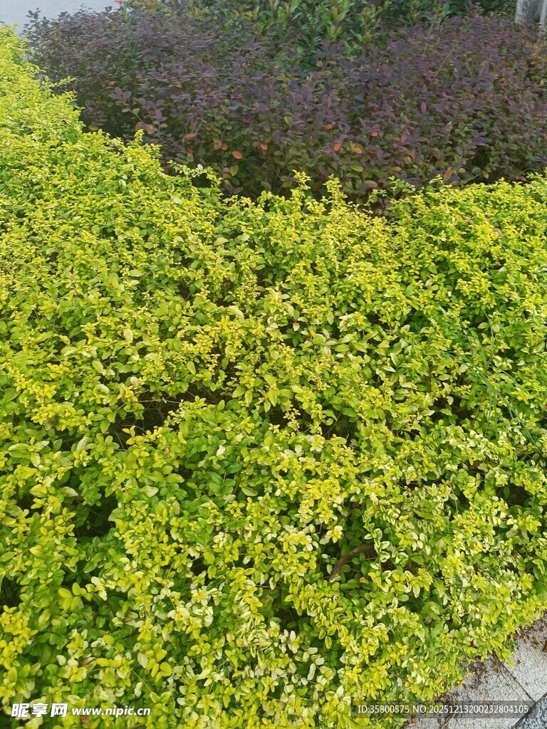 翠绿繁茂的矮灌木景观