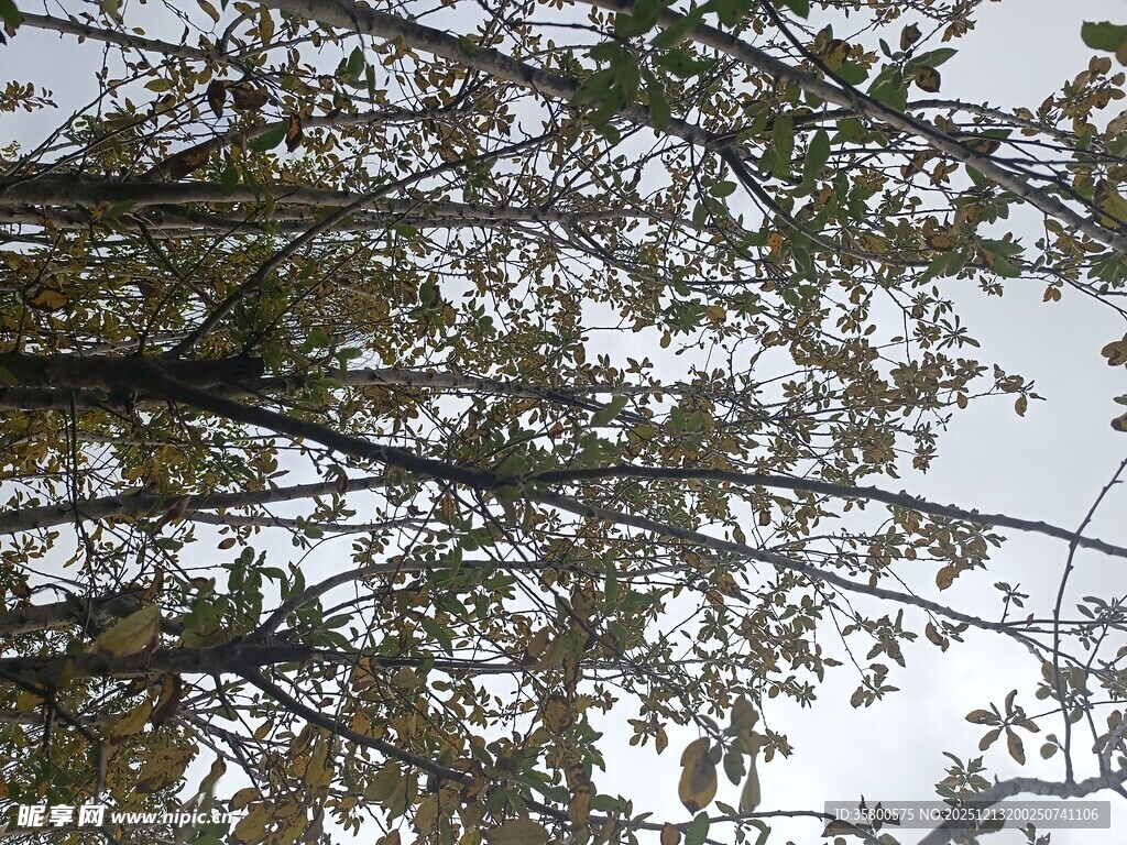 仰视视角下的繁茂树叶