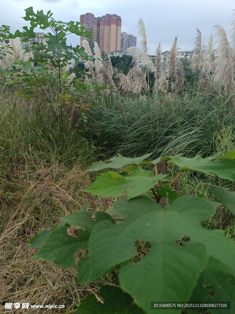 城市边的野生植物景观