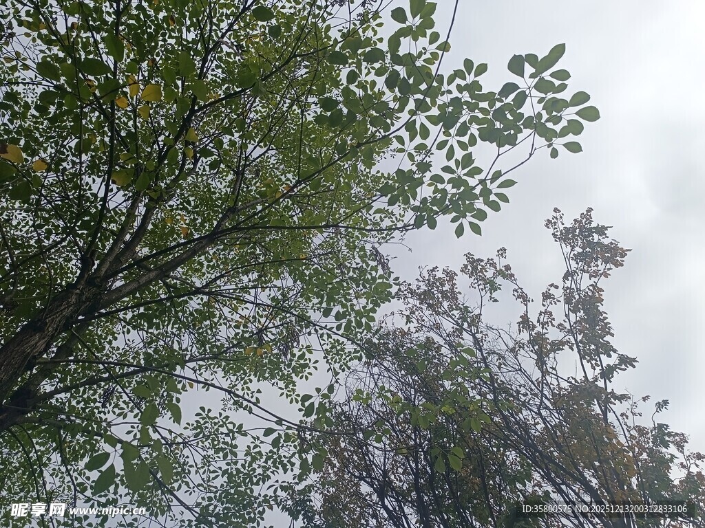 仰视葱郁树木与朦胧天空