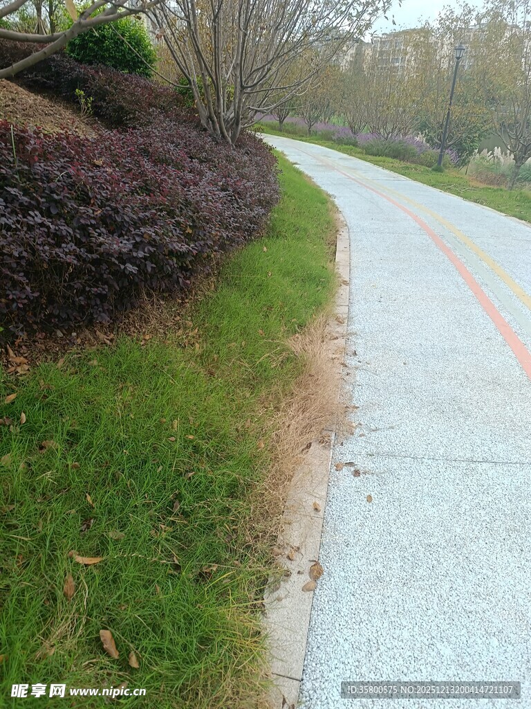 蜿蜒小路旁的绿植景观